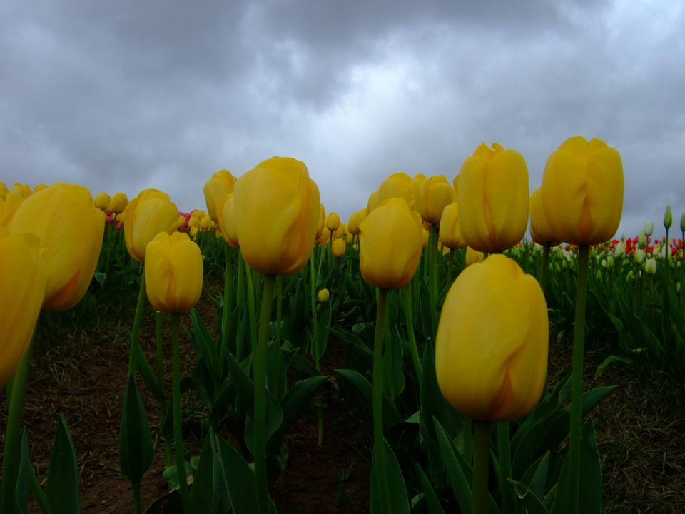Tulips_3_(Rise_Of_The_Tulips).JPG